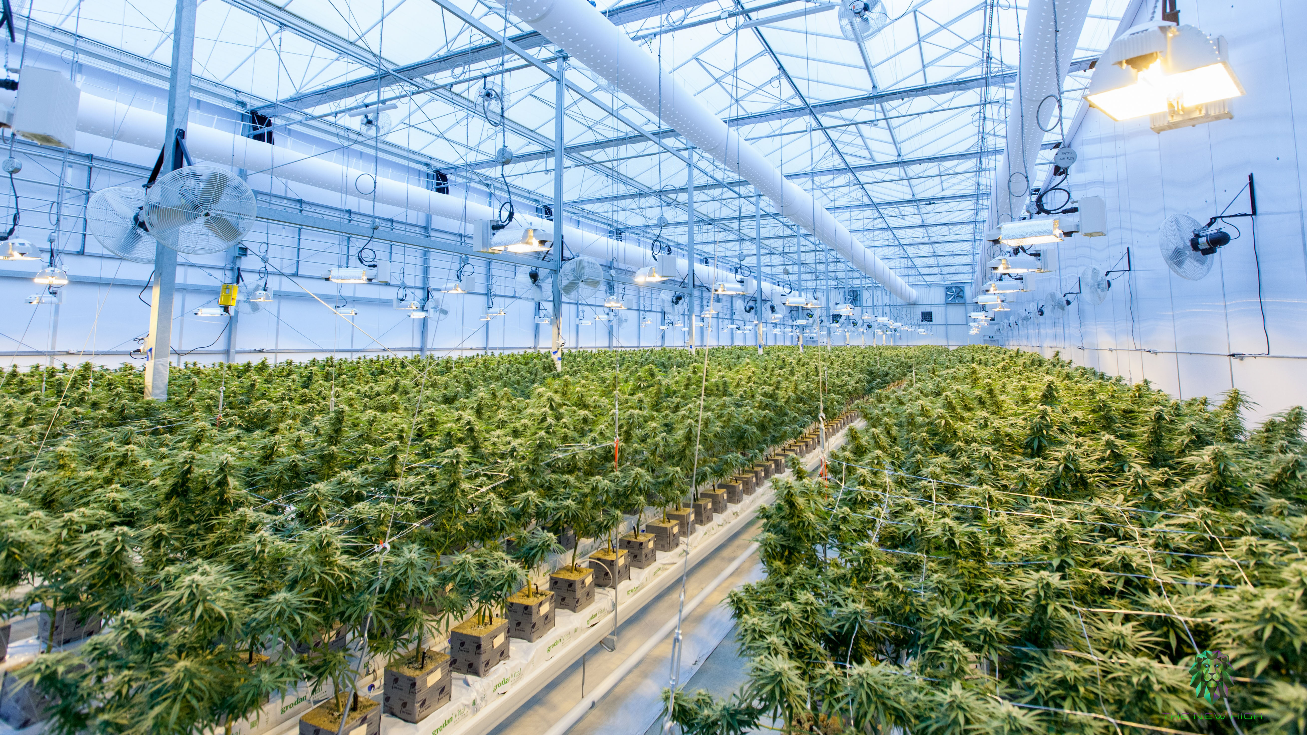 Cannabis growing warehouse. Rows of cannabis plants under lights.